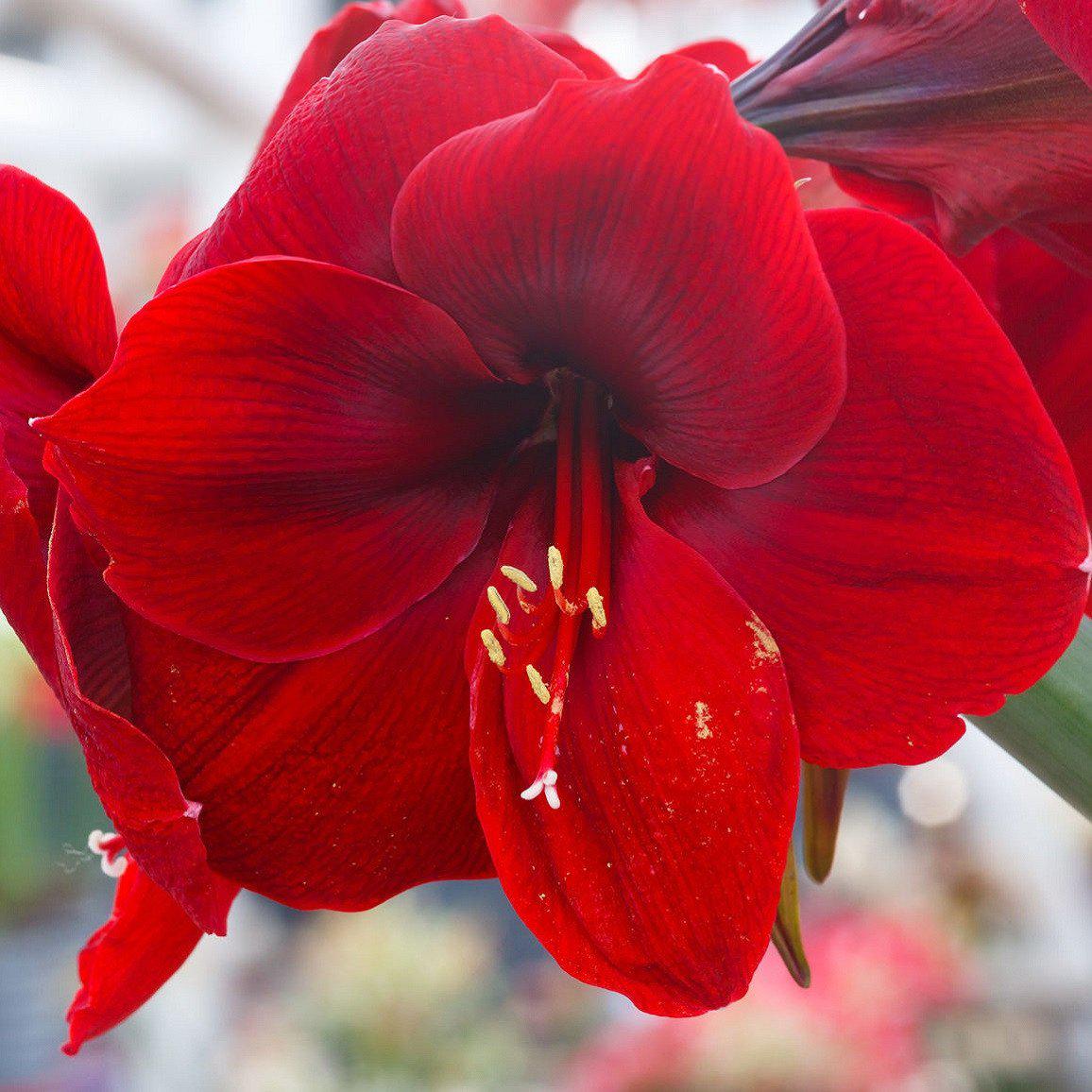 Amaryllis - Ferrari Red