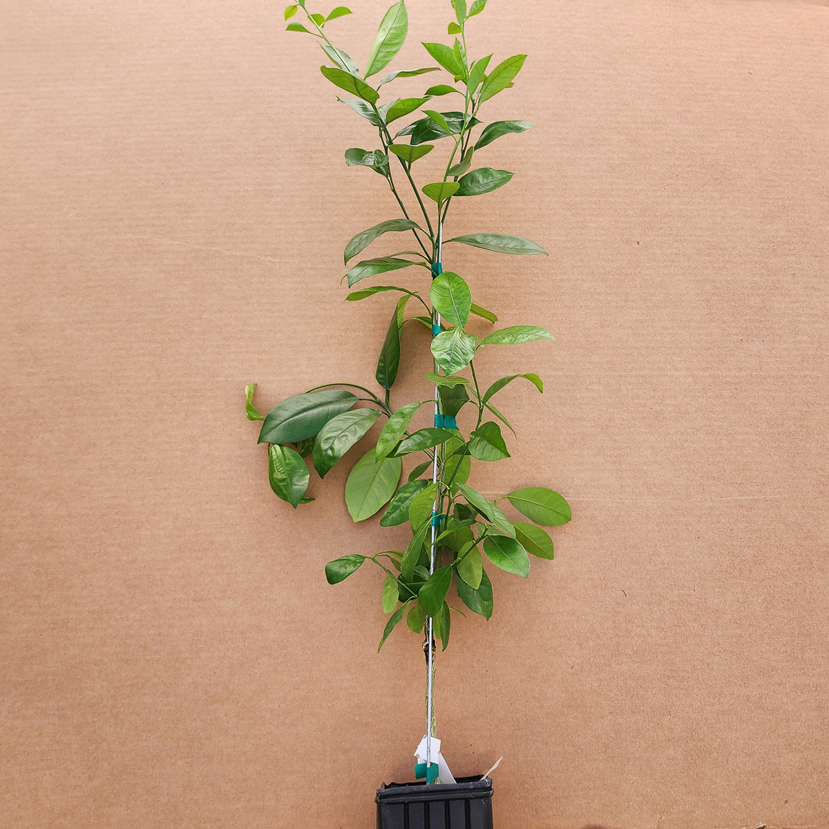 Calamondin Citrus Tree - Free Shipping Included