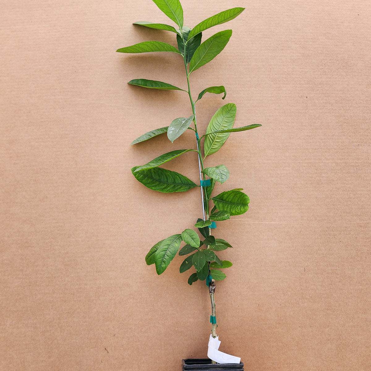 Etrog Citron Tree - Free Shipping Included