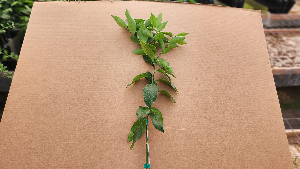 Harvey Lemon Tree - Free Shipping Included