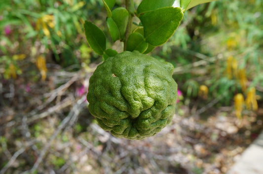 Kaffir Lime - Free Shipping Included