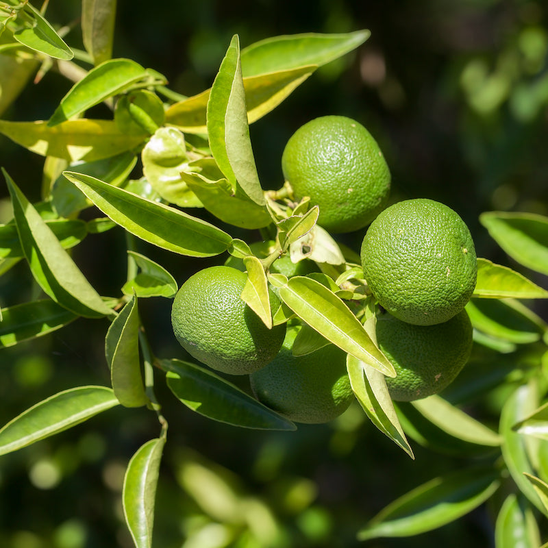 Key Lime (thornless) - Free Shipping Included – Murphy Citrus Nursery