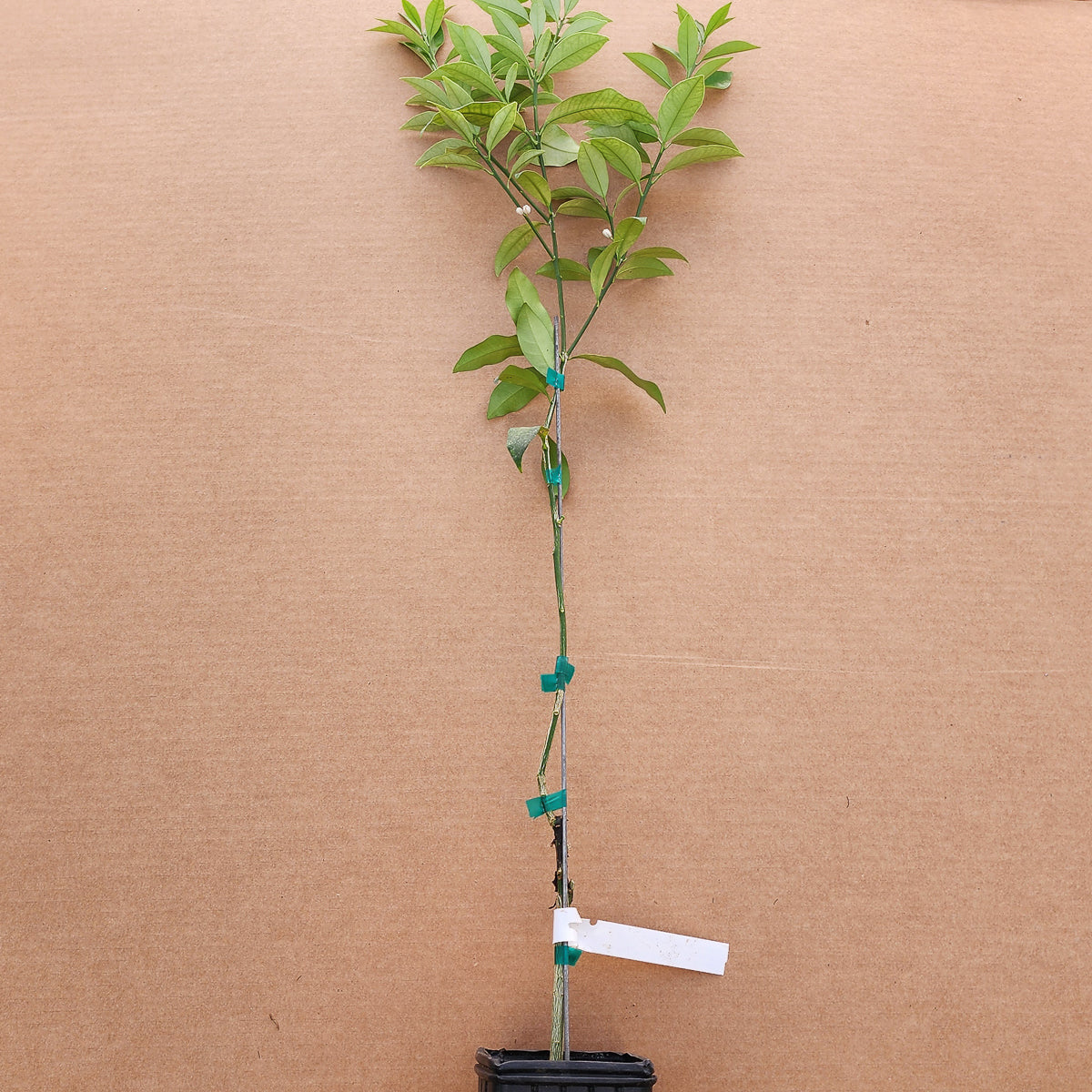 Meiwa Kumquat - Free Shipping Included