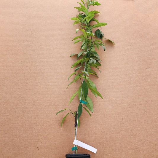 Nagami Kumquat - Free Shipping Included