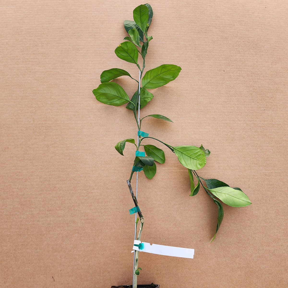 Owari Satsuma - Free Shipping Included