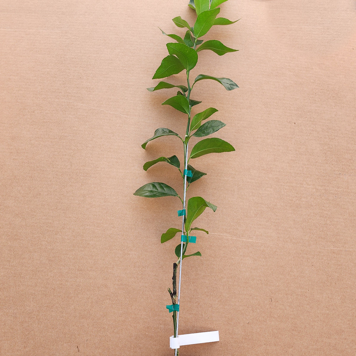 Persian Lime Tree - Free Shipping Included