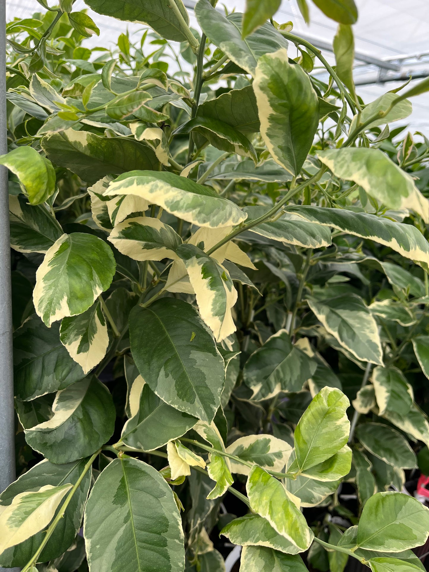 Pink Variegated Lemon Tree - Free Shipping Included