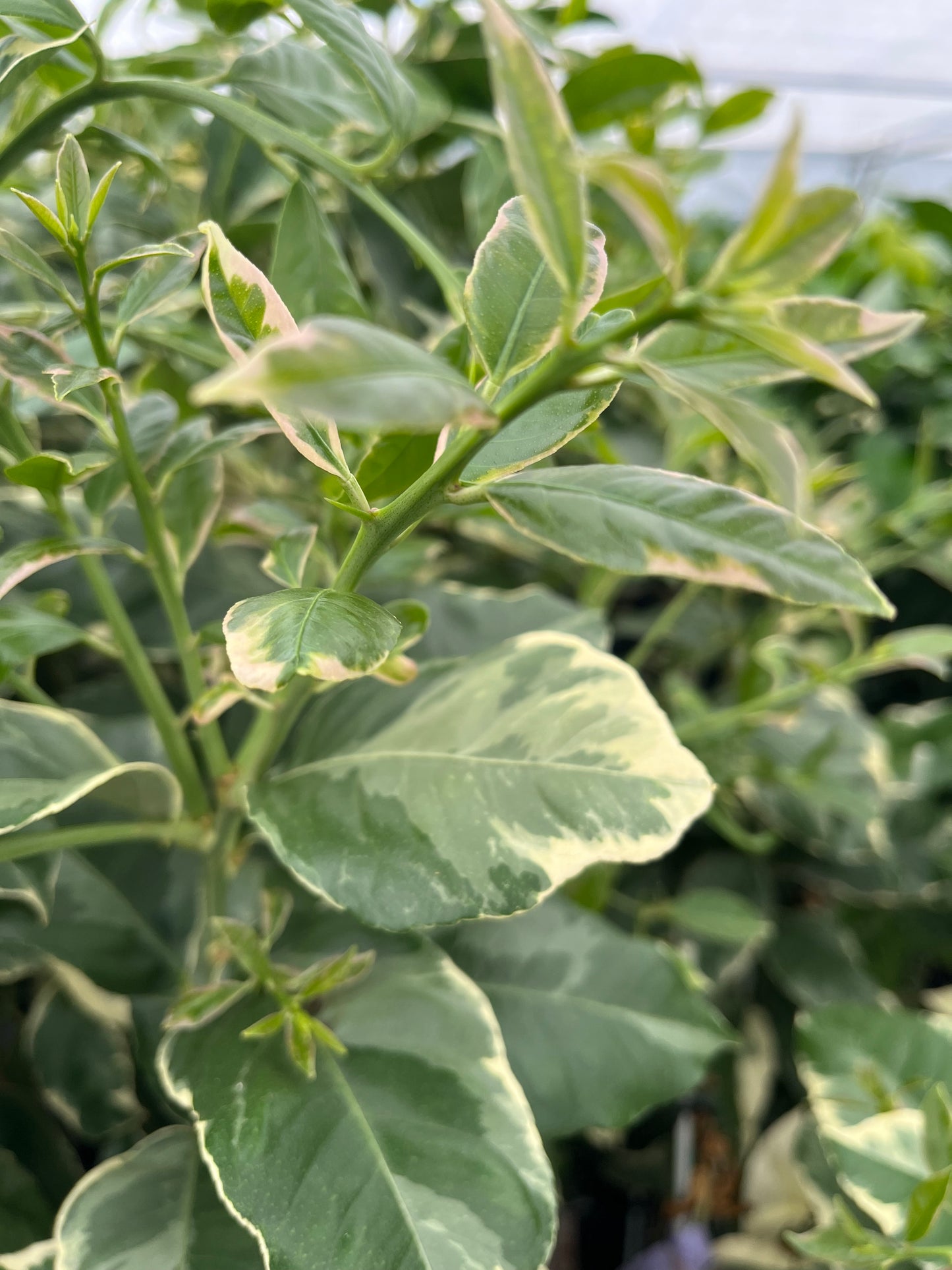 Pink Variegated Lemon Tree - Free Shipping Included