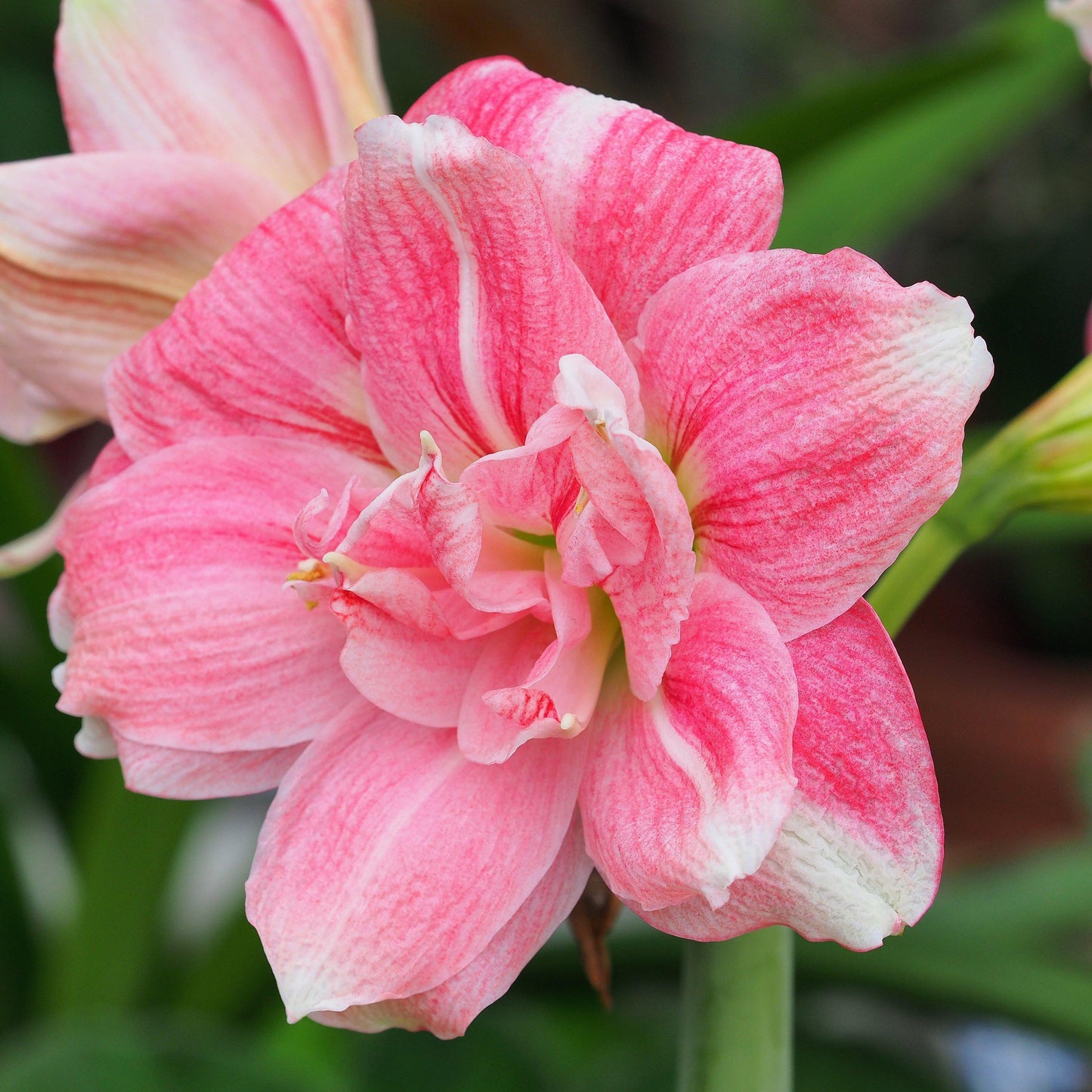 Amaryllis - Sweet Nymph