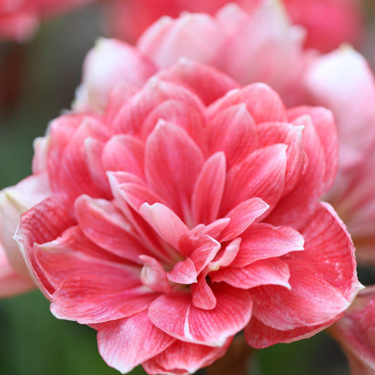 Amaryllis - Double Dream