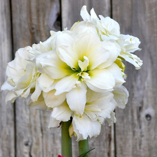 Amaryllis - Snow Drift
