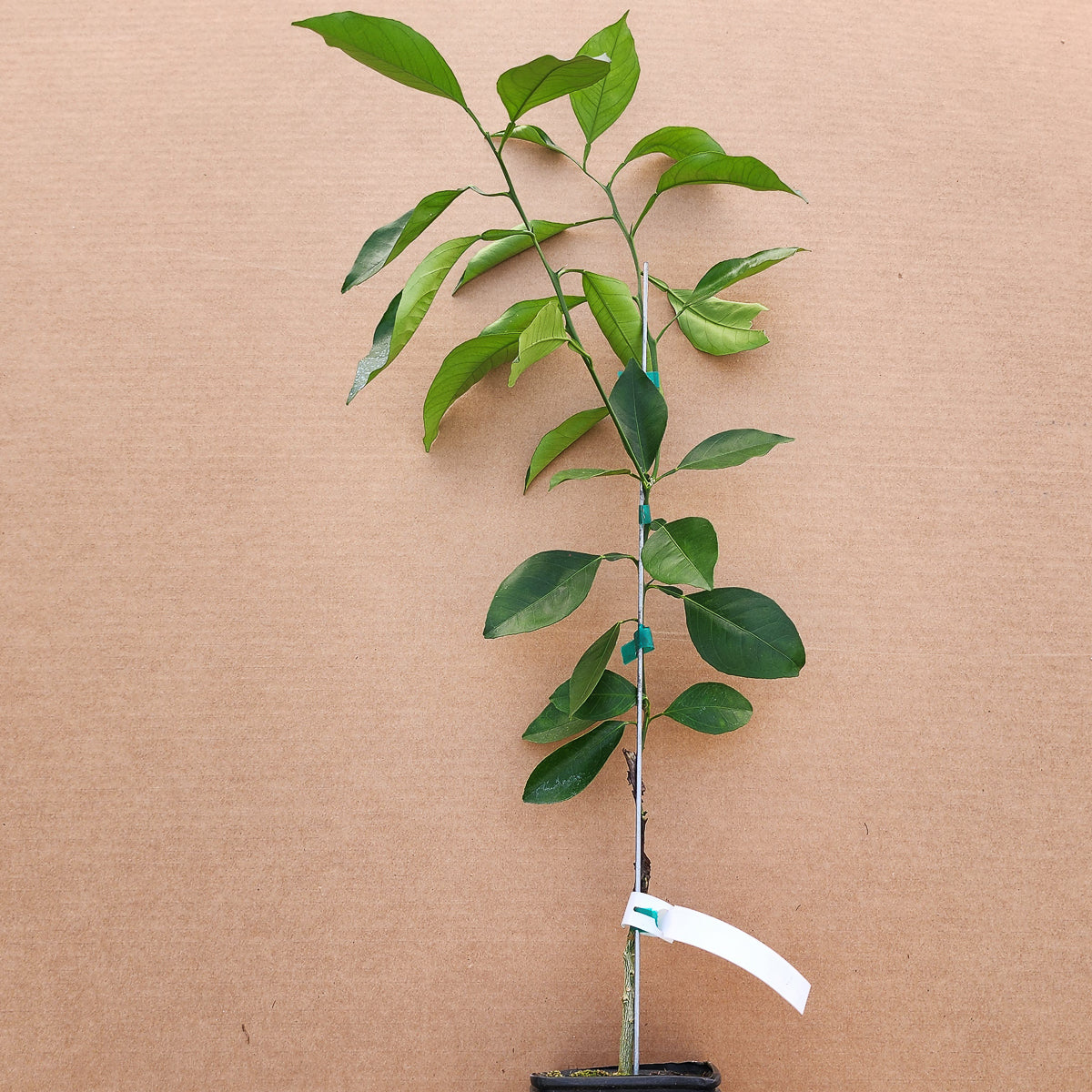 Tarocco Blood Orange - Free Shipping Included