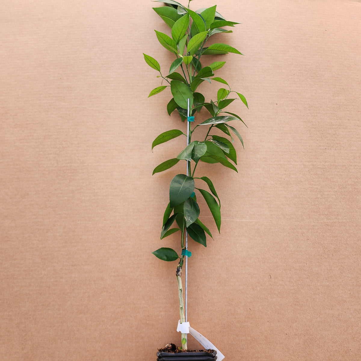 Temple Tangor Citrus Tree - Free Shipping Included