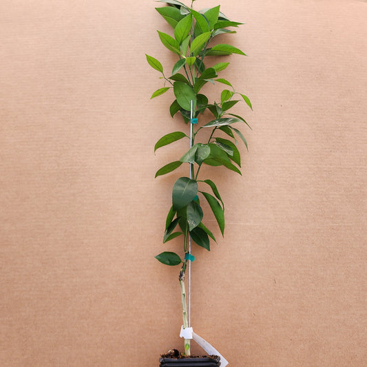 Temple Tangor Citrus Tree - Free Shipping Included