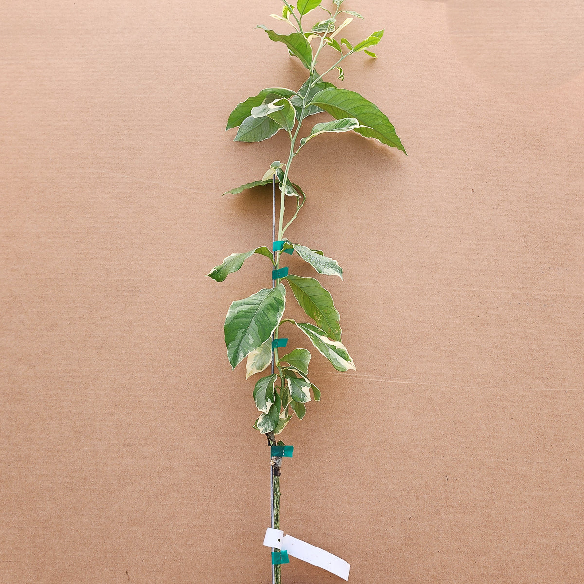 Pink Variegated Lemon Tree - Free Shipping Included