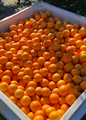 Hamlin Orange -Free Shipping Included