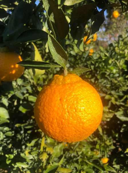 Shiranui Citrus Tree Sumo